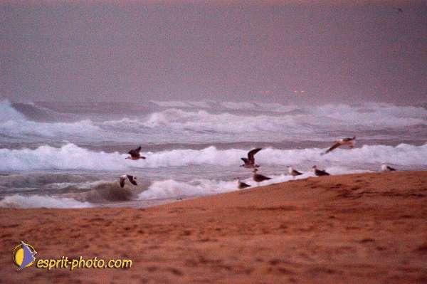Nom de l'image : D1159185-01 — Description :  Vagues (Atlantique - Portugal - Dunes de la Costa do Prata)