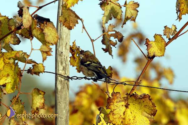 Nom de l'image : D1086359-01 — Description :