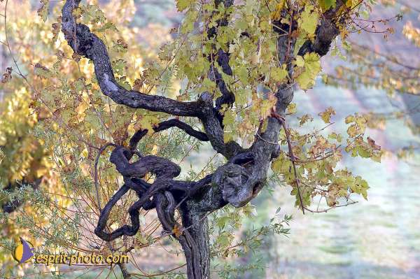 Nom de l'image : D1086370-01 — Description :