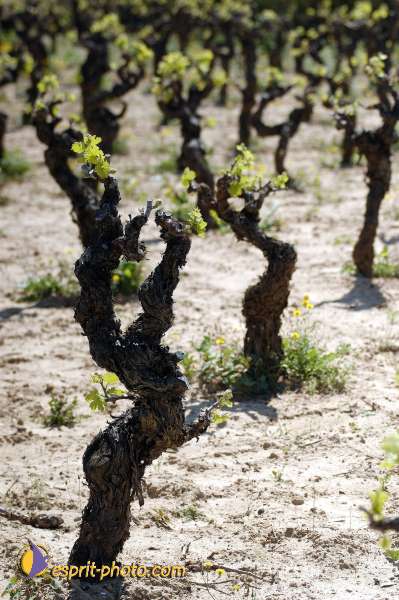 Nom de l'image : D1127018-nef-01 — Description :