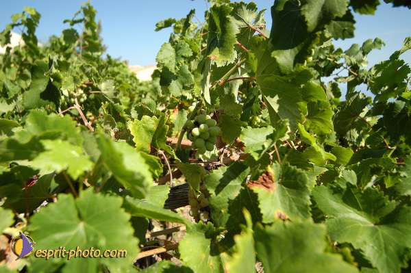 Nom de l'image : D1173972-1 — Description :  Franciscaine Rinovati (Soeurs) à Tusa (Sicile)