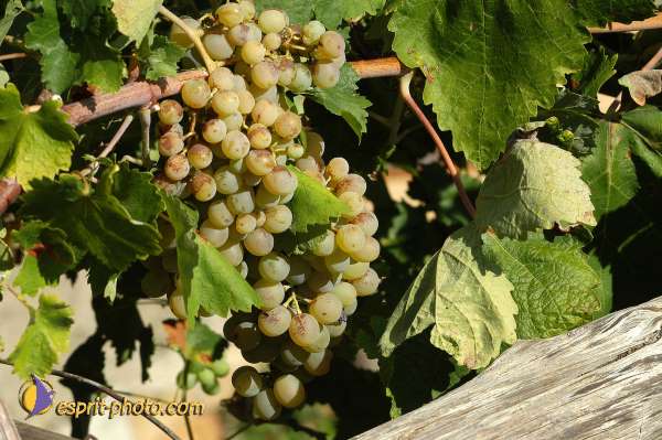 Nom de l'image : D1173993-1 — Description :  Franciscaine Rinovati (Soeurs) à Tusa (Sicile)