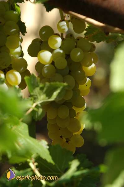 Nom de l'image : D1174000-1 — Description :  Franciscaine Rinovati (Soeurs) à Tusa (Sicile)