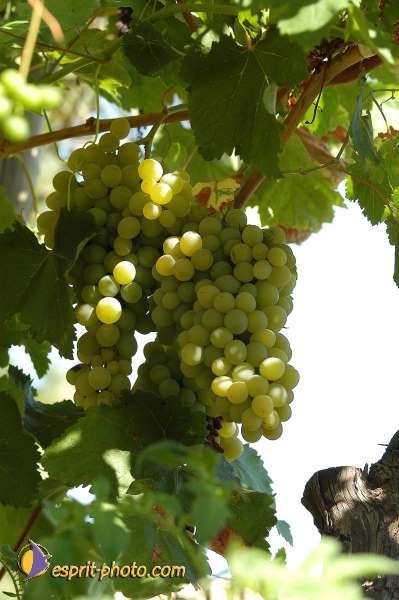 Nom de l'image : D1174020-1 — Description :  Franciscaine Rinovati (Soeurs) à Tusa (Sicile)