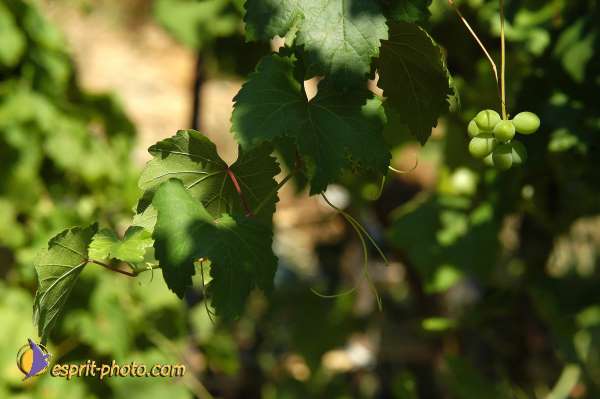 Nom de l'image : D1174027-1 — Description :  Franciscaine Rinovati (Soeurs) à Tusa (Sicile)