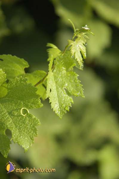 Nom de l'image : Nat-1116 — Description :