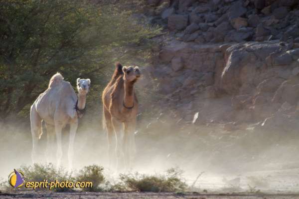 Nom de l'image : D1230055-1 — Description :  Sur les pas de Charles de Foucault - Tamanrasset-Assekrem