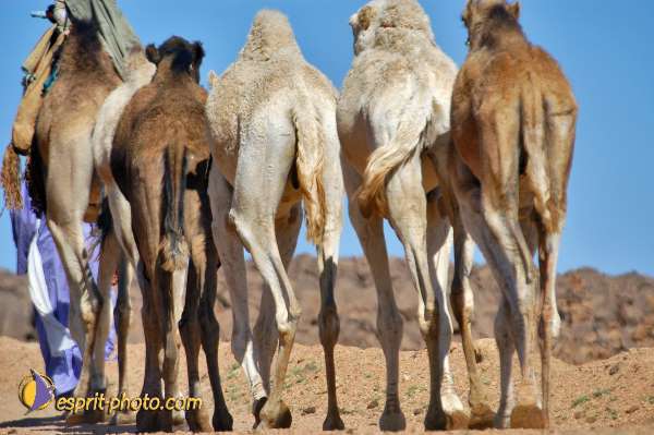 Nom de l'image : D1231849-1 — Description :  Sur les pas de Charles de Foucault - Tamanrasset-Assekrem