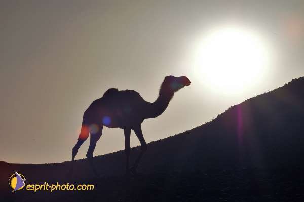 Nom de l'image : D1234847-1 — Description :  Sur les pas de Charles de Foucault - Tamanrasset-Assekrem