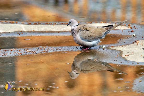 Nom de l'image : D1220227-1 — Description :  Pâques 2005 à Seville (Espagne-Andalusie)