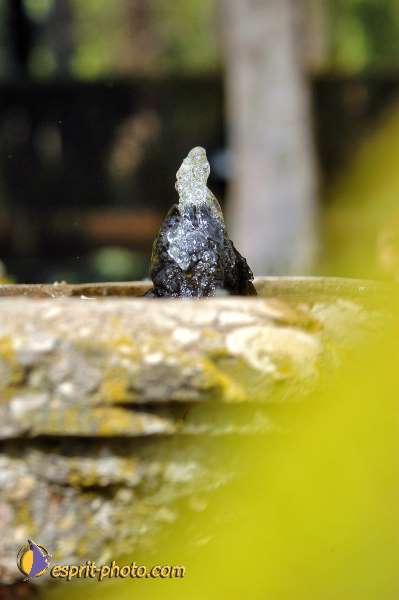 Nom de l'image : E00035098-1 — Description :  Pâques 2005 à Seville (Espagne-Andalusie)