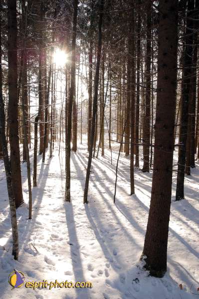 Nom de l'image : D1105363-nef-01 — Description :