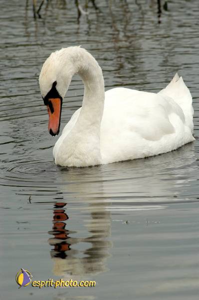 Nom de l'image : OISEAUX_D1183967-1 — Description :