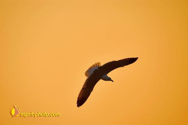 Nom de l'image : OISEAUX_D1198151-1 — Description :  Lac de Tiberiade en Galilée