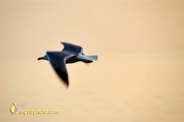 Nom de l'image : OISEAUX_D1198155-1 — Description :  Lac de Tiberiade en Galilée