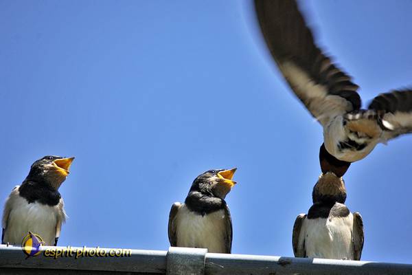 Nom de l'image : OISEAUX_D2017834-1 — Description :