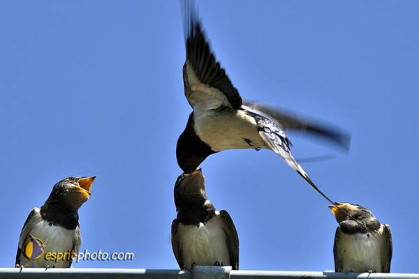 Nom de l'image : OISEAUX_D2017877-1 — Description :