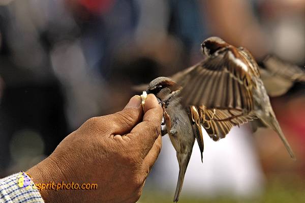 Nom de l'image : OISEAUX_D2022477-1 — Description :