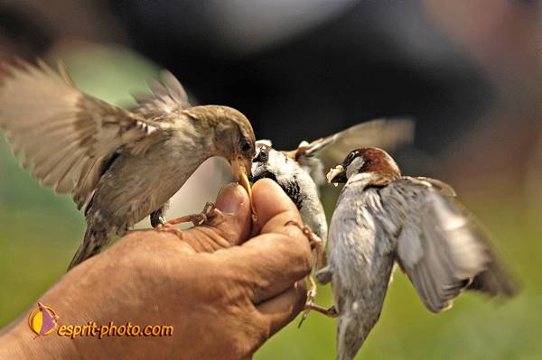 Nom de l'image : OISEAUX_D2022491-1 — Description :