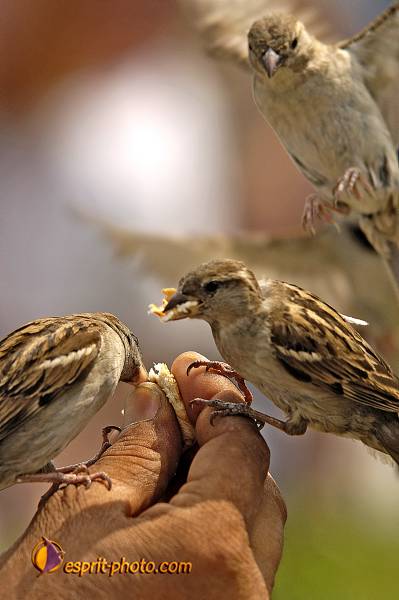 Nom de l'image : OISEAUX_D2022554-1 — Description :