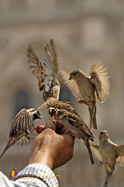 Nom de l'image : OISEAUX_D2022572-1 — Description :