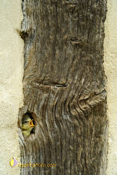 Nom de l'image : OISEAUX_D30007526_1 — Description :