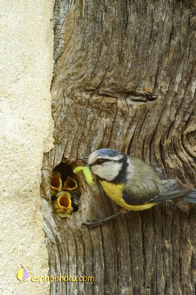 Nom de l'image : OISEAUX_D30007583_1 — Description :