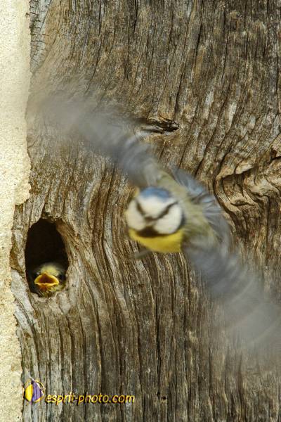 Nom de l'image : OISEAUX_D30007616_1 — Description :