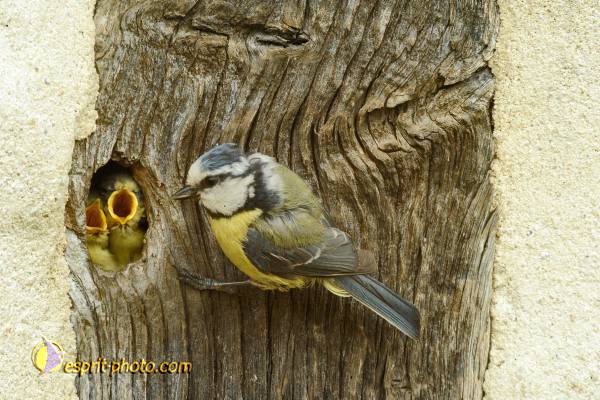 Nom de l'image : OISEAUX_D30007631_1 — Description :
