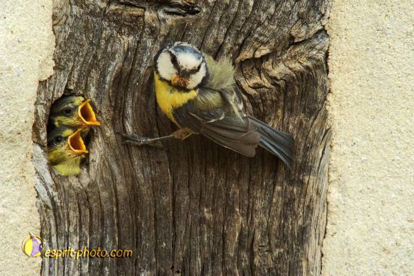 Nom de l'image : OISEAUX_D30007704_1 — Description :