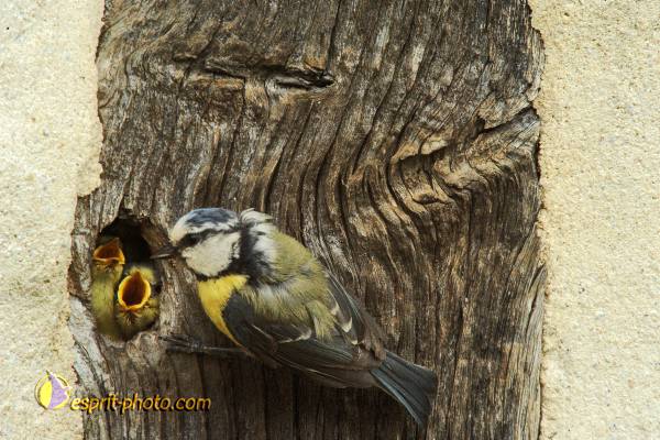 Nom de l'image : OISEAUX_D30007767_1 — Description :