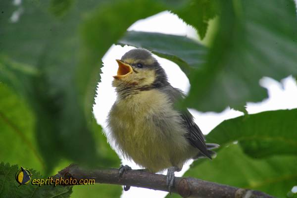 Nom de l'image : OISEAUX_D30008102_1 — Description :