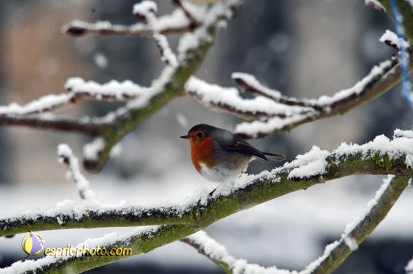 Nom de l'image : OISEAUX_D30039204_1 — Description :