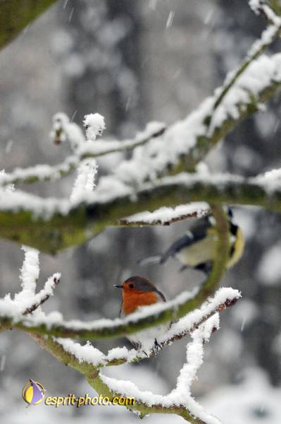 Nom de l'image : OISEAUX_D30039271_1 — Description :