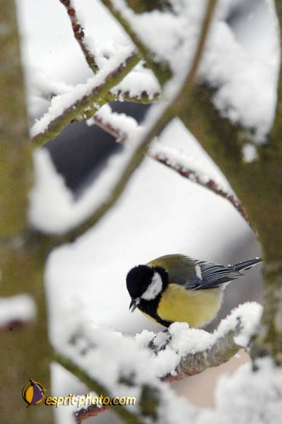 Nom de l'image : OISEAUX_D30039303_1 — Description :