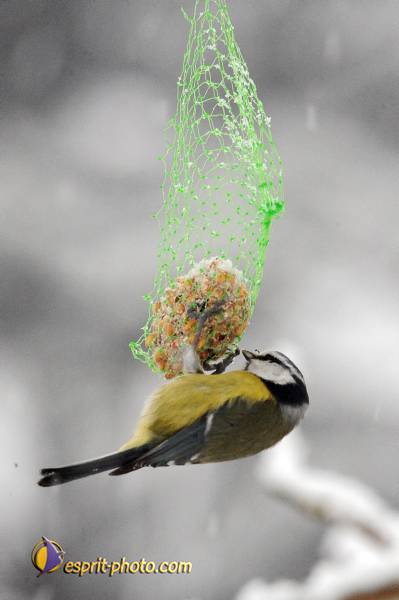 Nom de l'image : OISEAUX_D30039327_1 — Description :