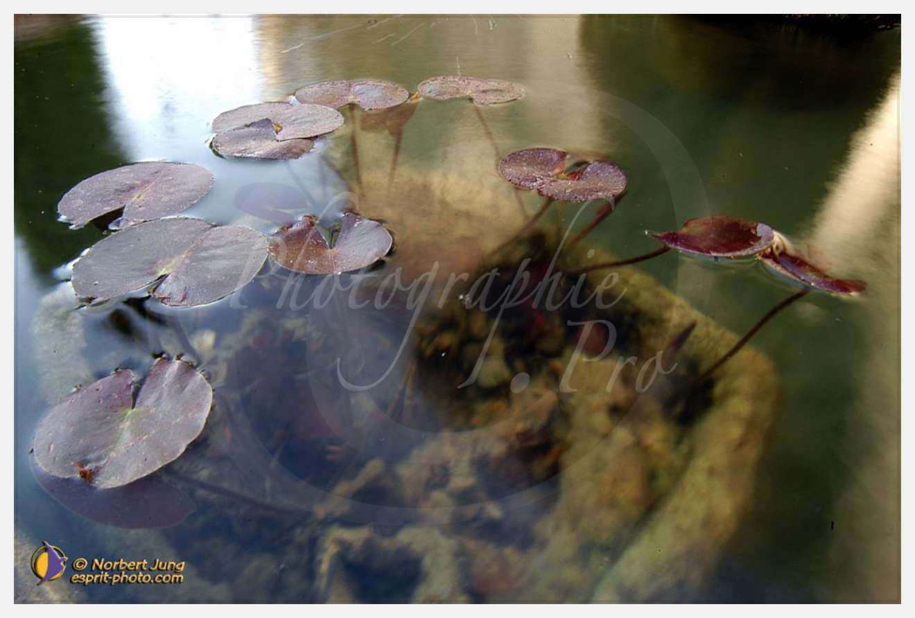 Nom de l'image : D1035135-01 — Description :