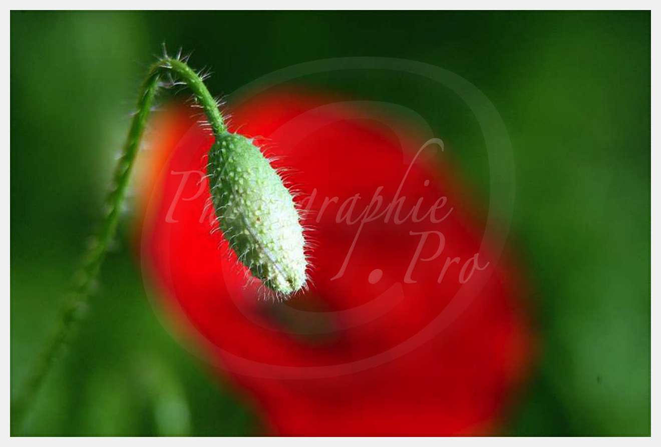 Nom de l'image : D1035193 — Description :