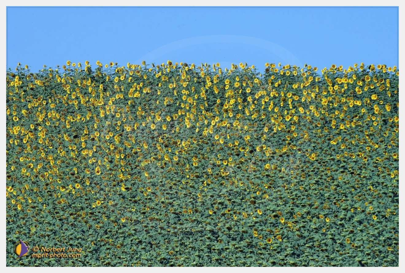 Nom de l'image : D1055634-nef-01 — Description :