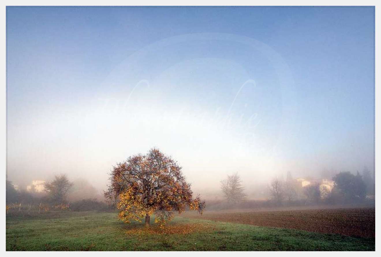 Nom de l'image : D1087125-nef-01 — Description :