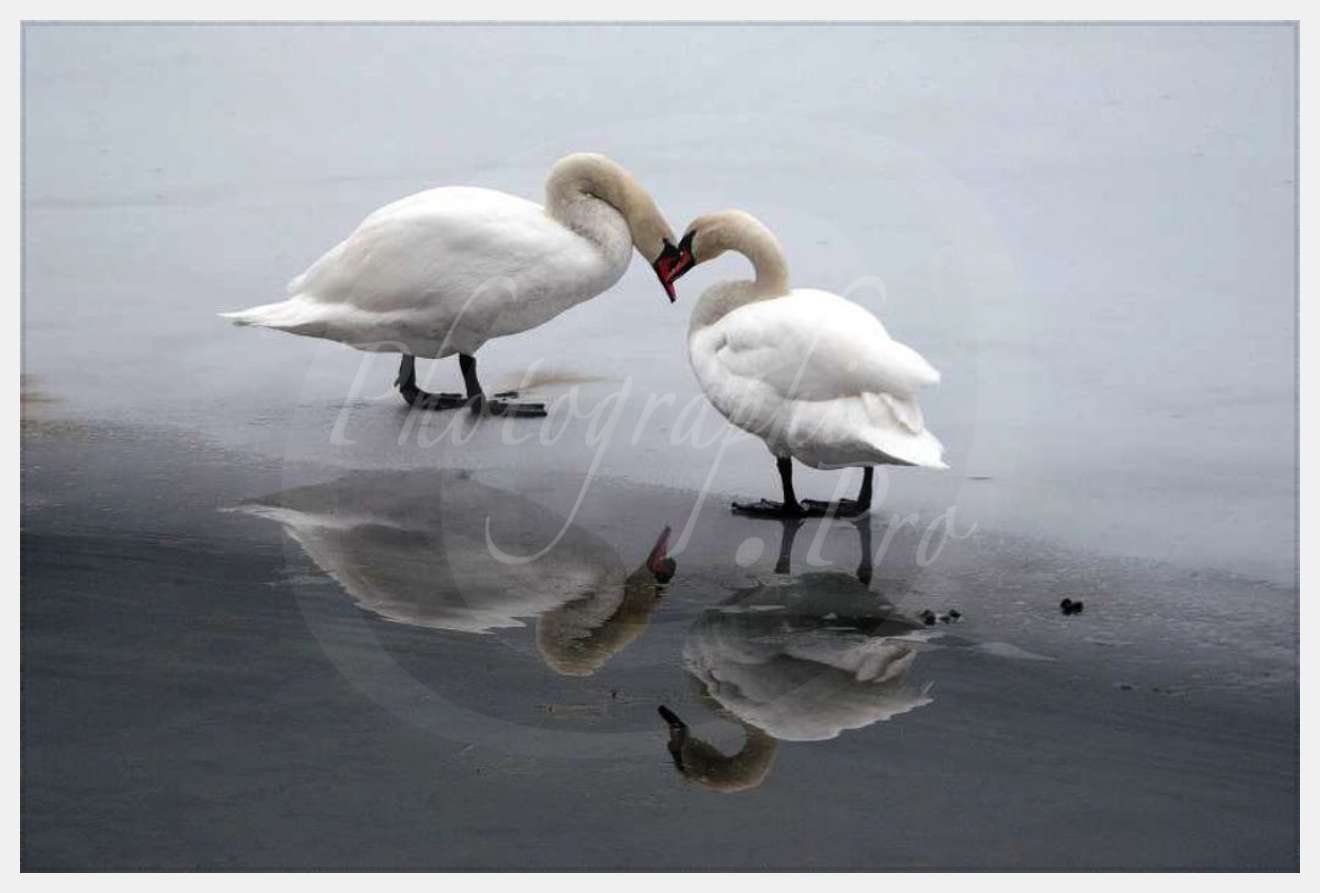 Nom de l'image : D1104727-nef-01 — Description :