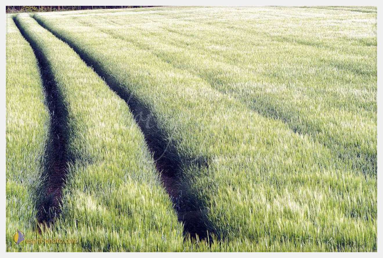 Nom de l'image : D1133260-nef-01 — Description :