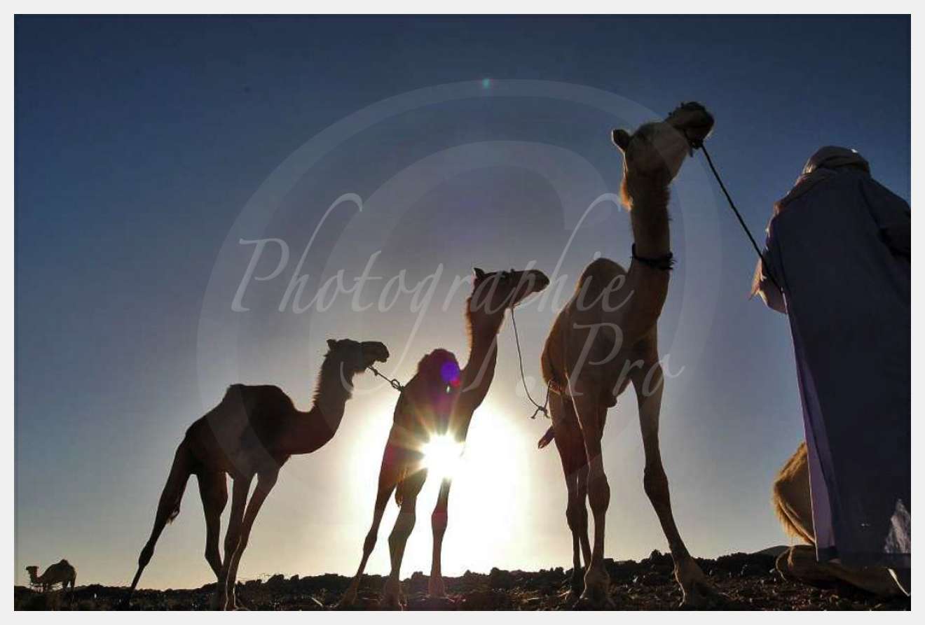 Nom de l'image : D1231415-1 — Description :