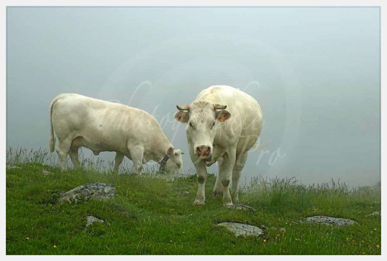 Nom de l'image : D2026787-1-2 — Description :