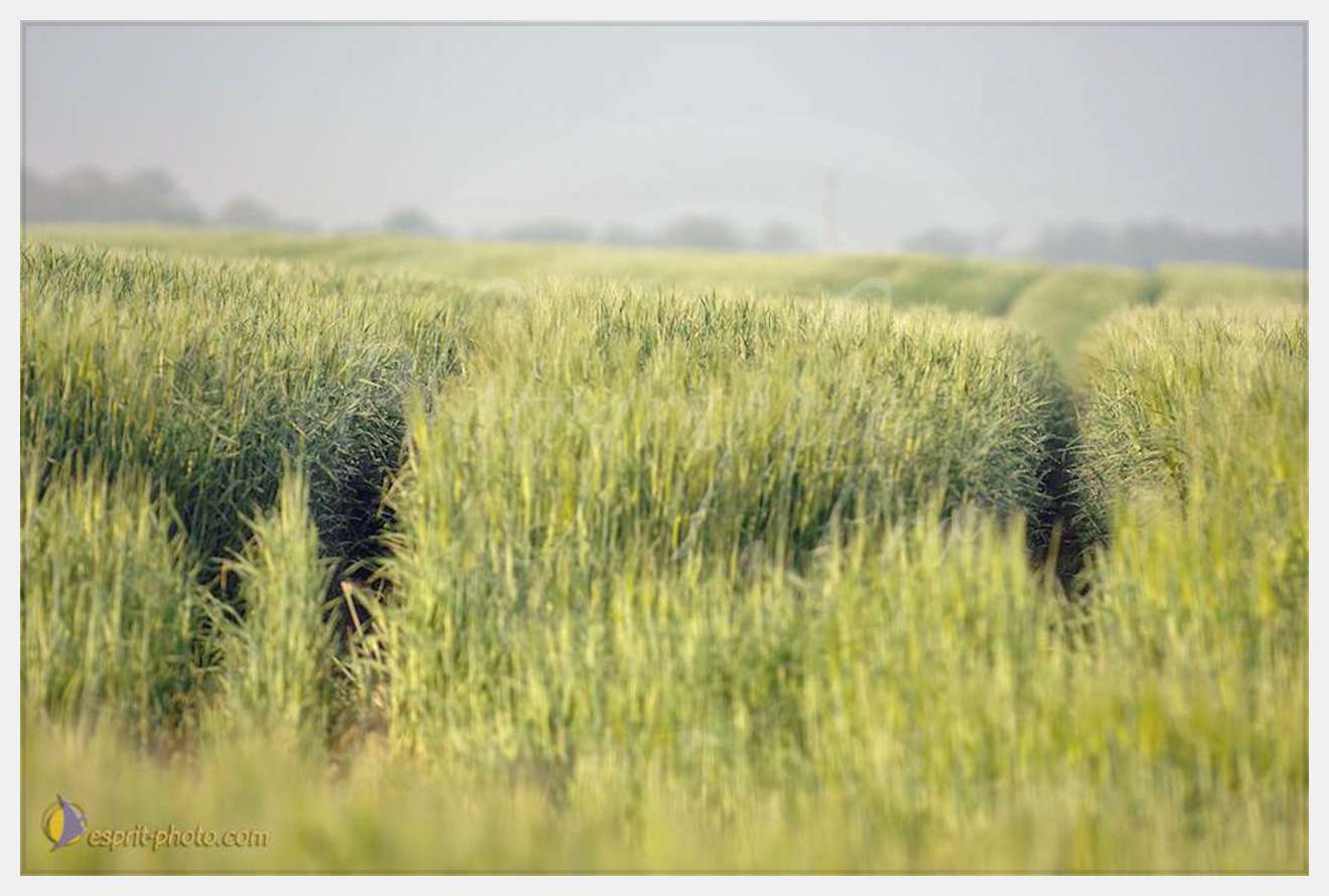 Nom de l'image : D2162564_1 — Description :