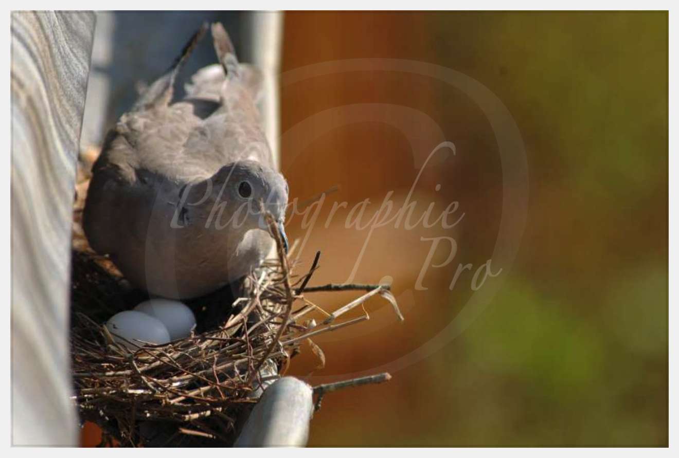 Nom de l'image : D2182968_1 — Description :