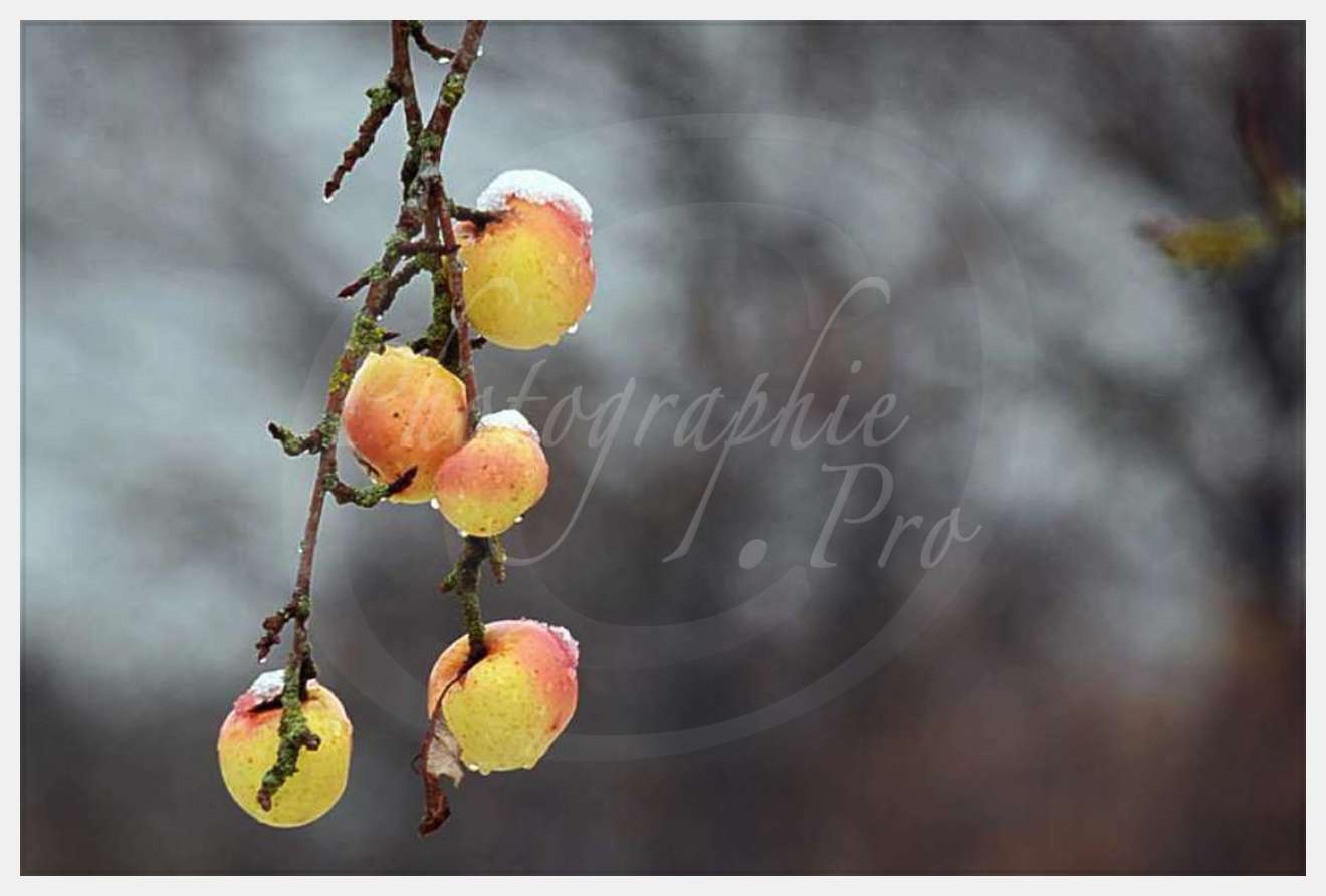 Nom de l'image : D30038098_2-2 — Description :