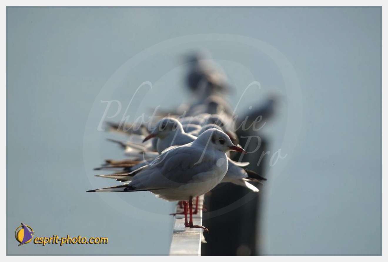 Nom de l'image : EP08-0397 — Description :