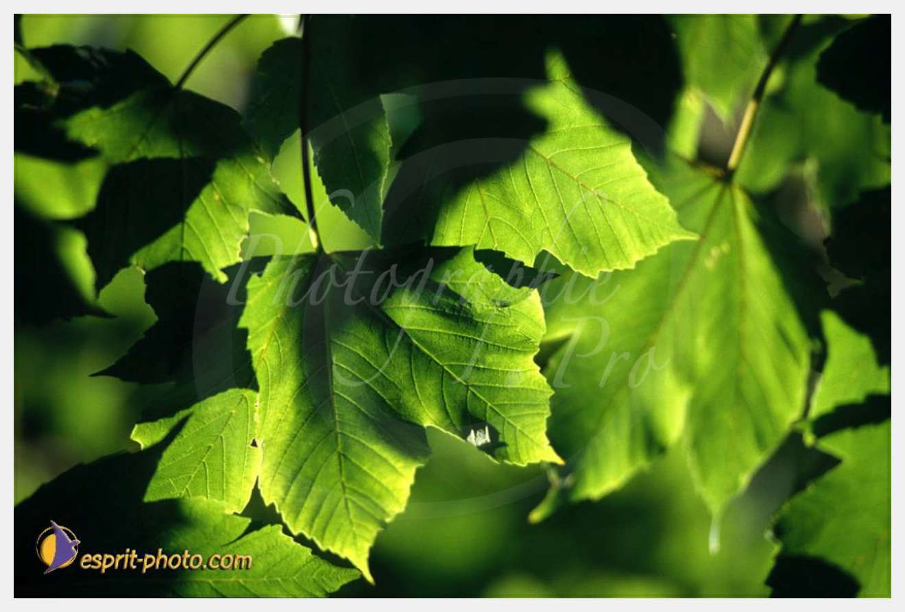 Nom de l'image : EP08-0403 — Description :