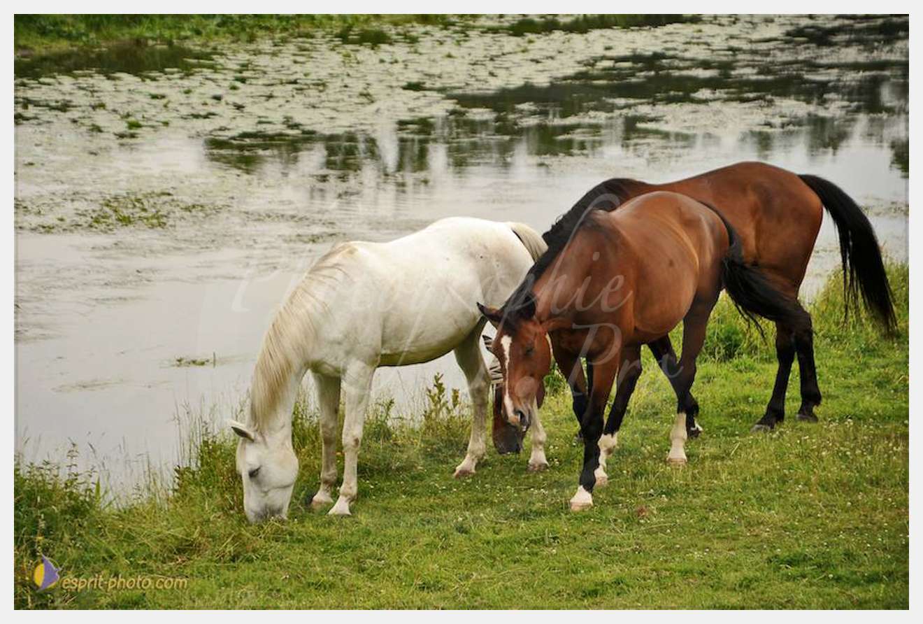 Nom de l'image : D30011783_1 — Description :